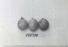 Click for 1 image(s) for this accession. FRUIT